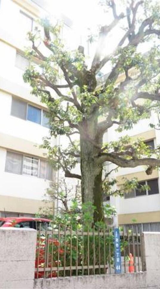 初台マンション