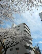 小石川播磨坂ハイツ